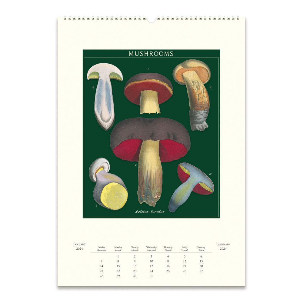 CAVALLINI & CO - 2024 - Vintage Poster Wall Calendar - MUSHROOMS