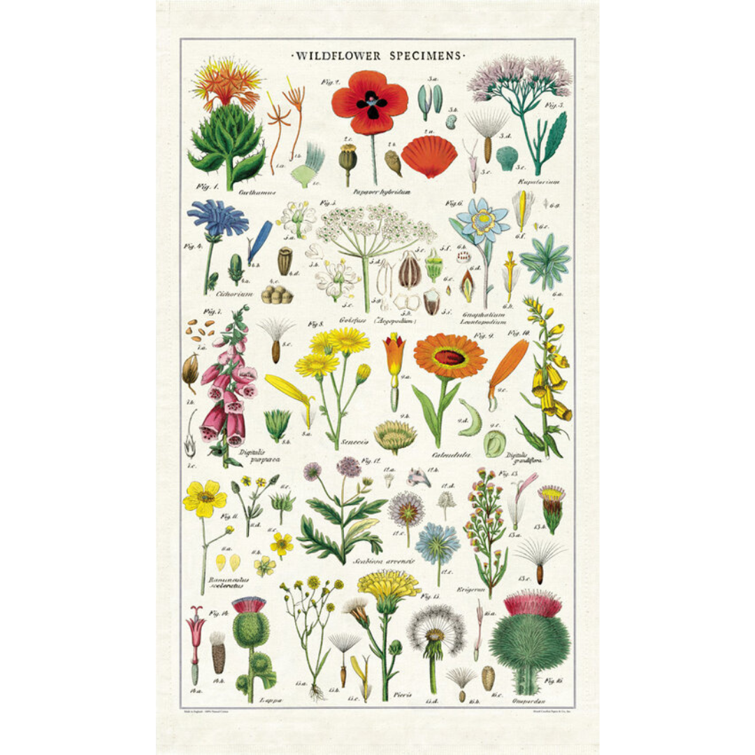 Cavallini & Co - Vintage Tea Towels