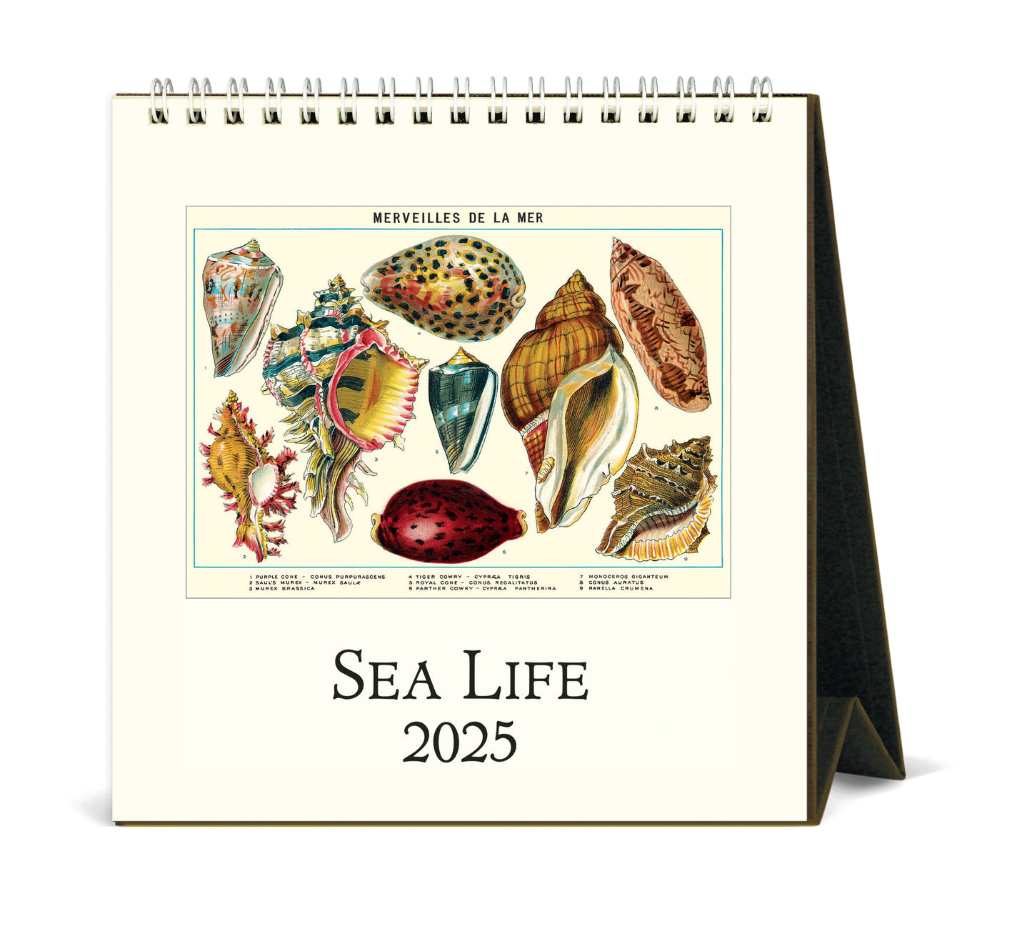 CAVALLINI PAPERS & CO - 2025 DESK CALENDAR - SEA LIFE