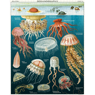 CAVALLINI & CO - 1000 Piece Vintage Puzzle "Jellyfish" - Buchan's Kerrisdale Stationery