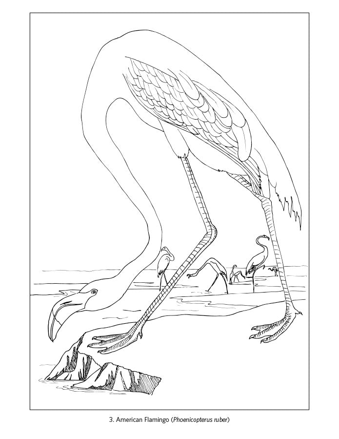 American Flamingo Print by John Audubon - Free Shipping Available! 