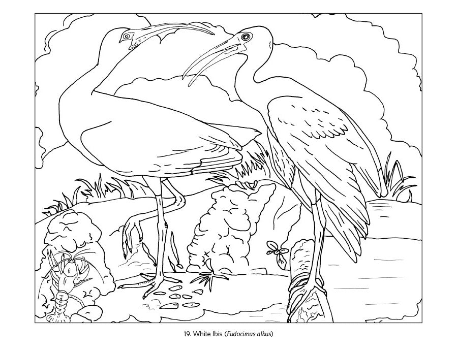 POMEGRANATE - JOHN JAMES AUDUBON: BIRDS COLORING BOOK - Buchan's Kerrisdale Stationery