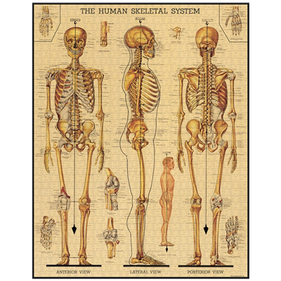 CAVALLINI & CO - 1000 Piece Vintage Puzzle "Skeletal System" - Buchan's Kerrisdale Stationery