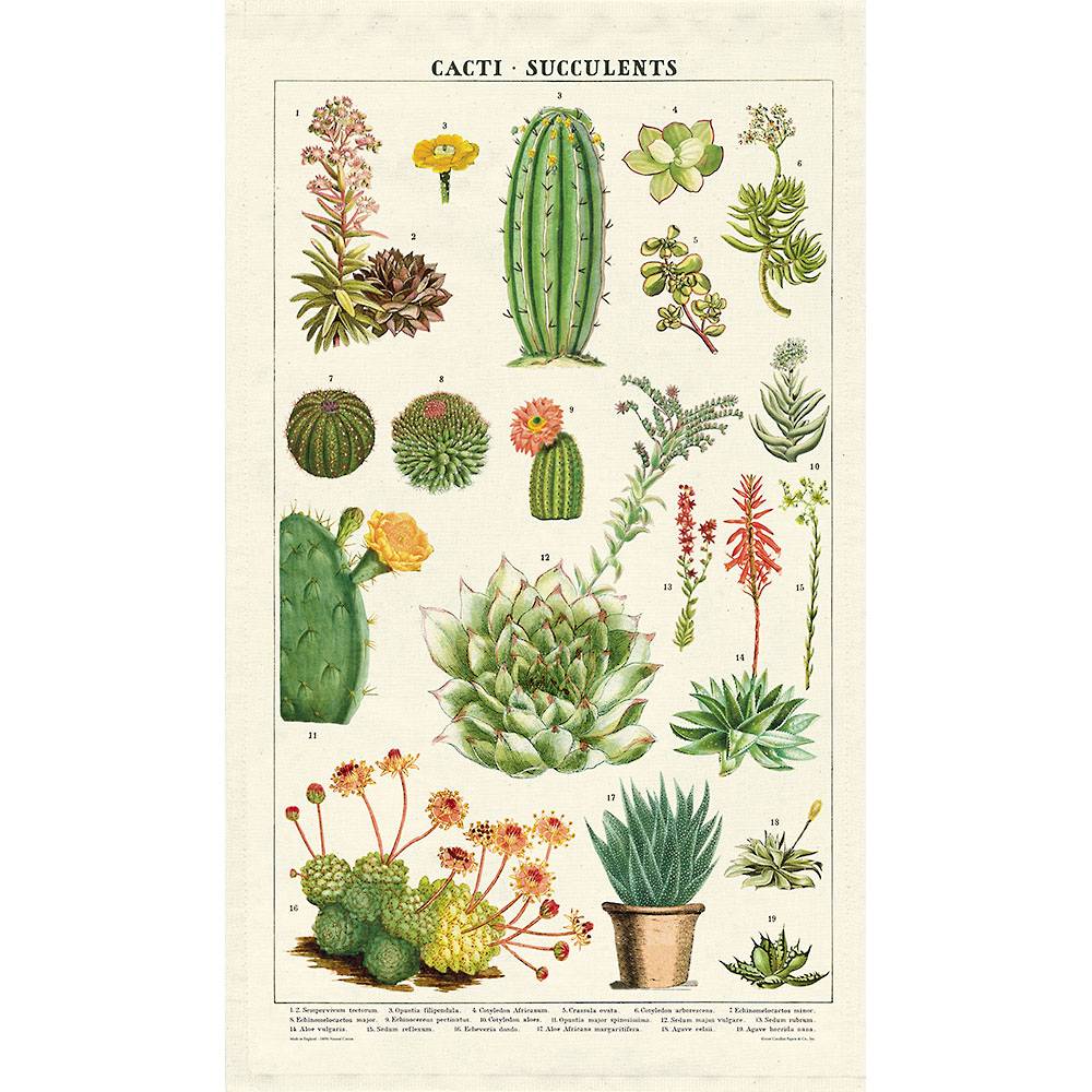 CAVALLINI TEA TOWEL ``SUCCULENTS`` - Buchan's Kerrisdale Stationery